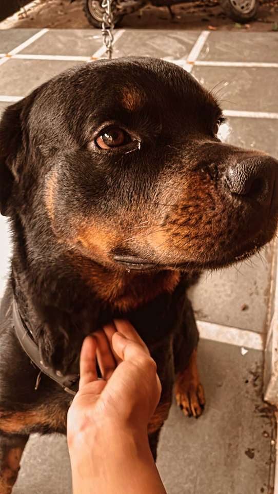 Rottweiler Dogs For Mating In Mumbai
