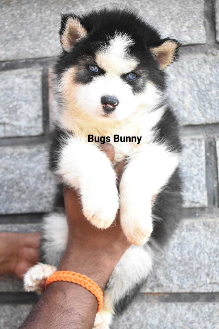 Siberian Husky For Sale In Kolkata