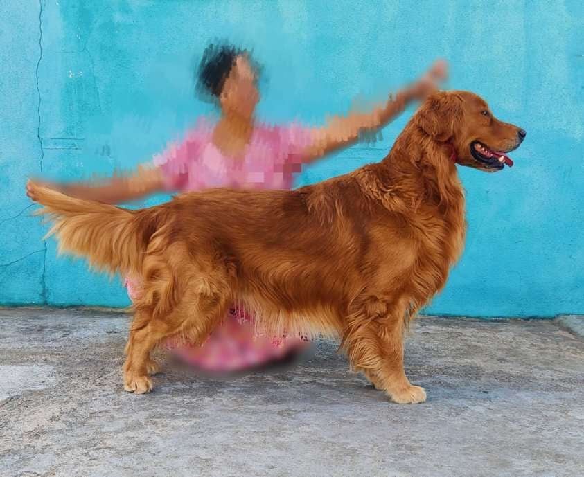 Golden Retriever Dogs For Mating In Bangalore