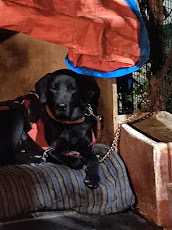 Labrador Retriever Dogs For Mating In Noida