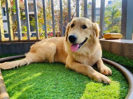 Golden Retriever Dogs For Mating In Mumbai