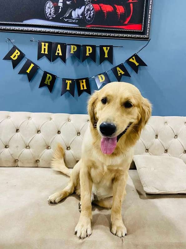 Golden Retriever Dogs For Mating In Mumbai