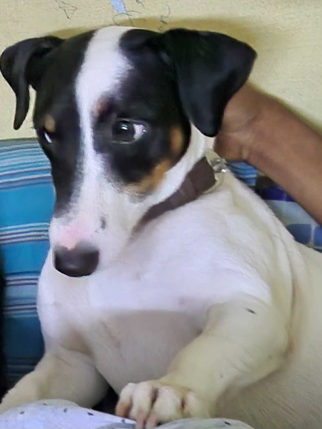 Jack Russell Terrier Dogs For Mating In Chennai