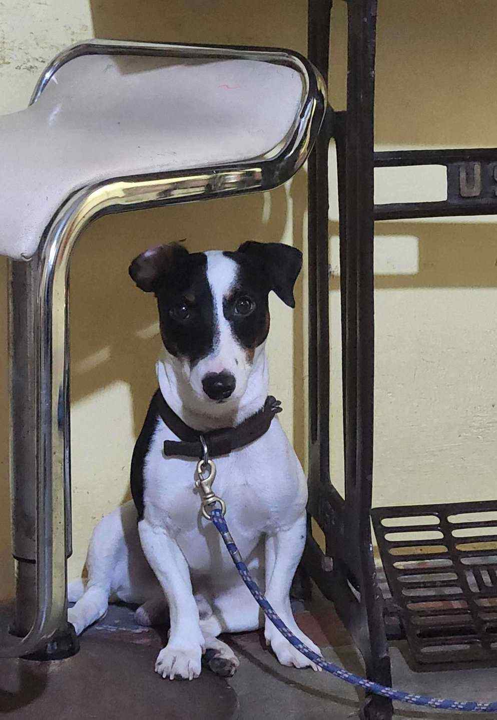 Jack Russell Terrier Dogs For Mating In Chennai