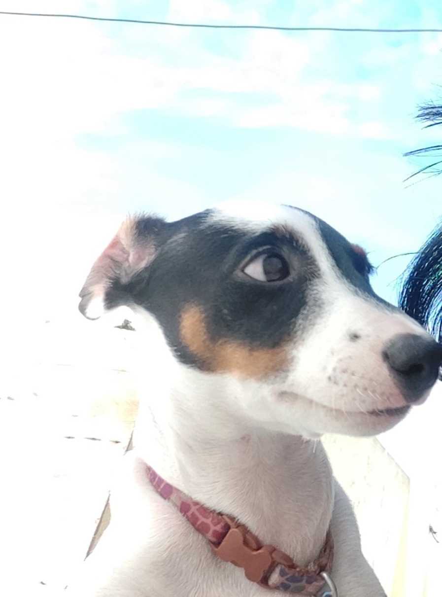 Jack Russell Terrier Dogs For Mating In Chennai