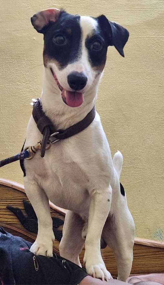 Jack Russell Terrier Dogs For Mating In Chennai