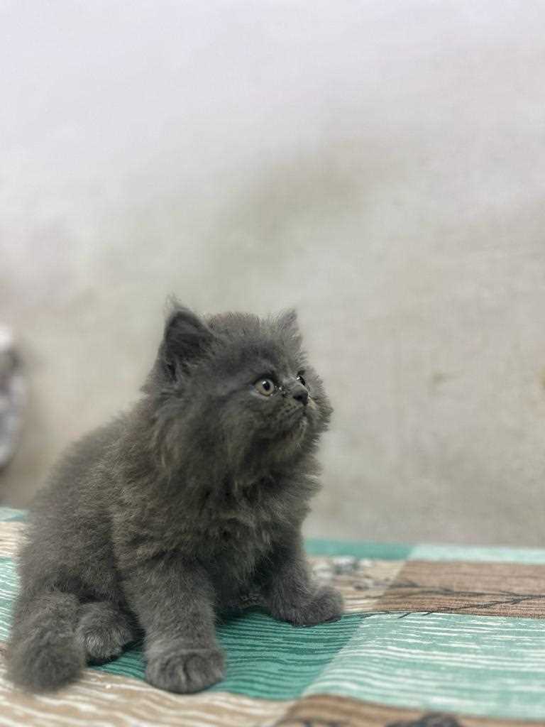 Persian For Sale In Kochi