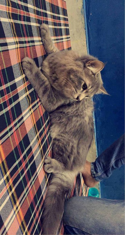 Persian Dogs For Mating In Delhi