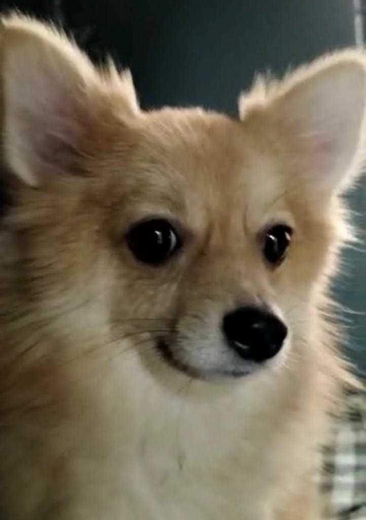 Pomeranian Dogs For Mating In Bangalore