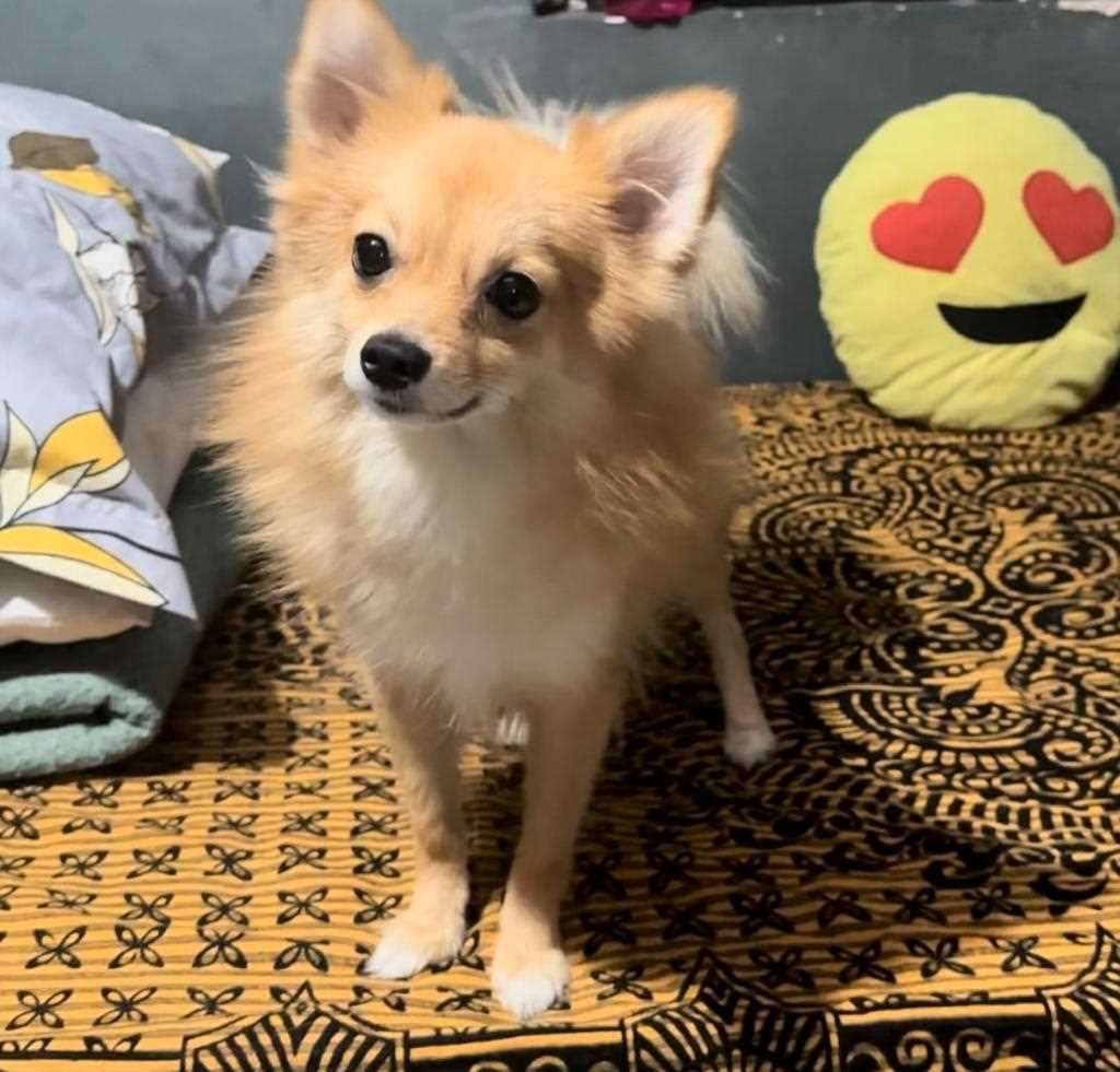 Pomeranian Dogs For Mating In Bangalore