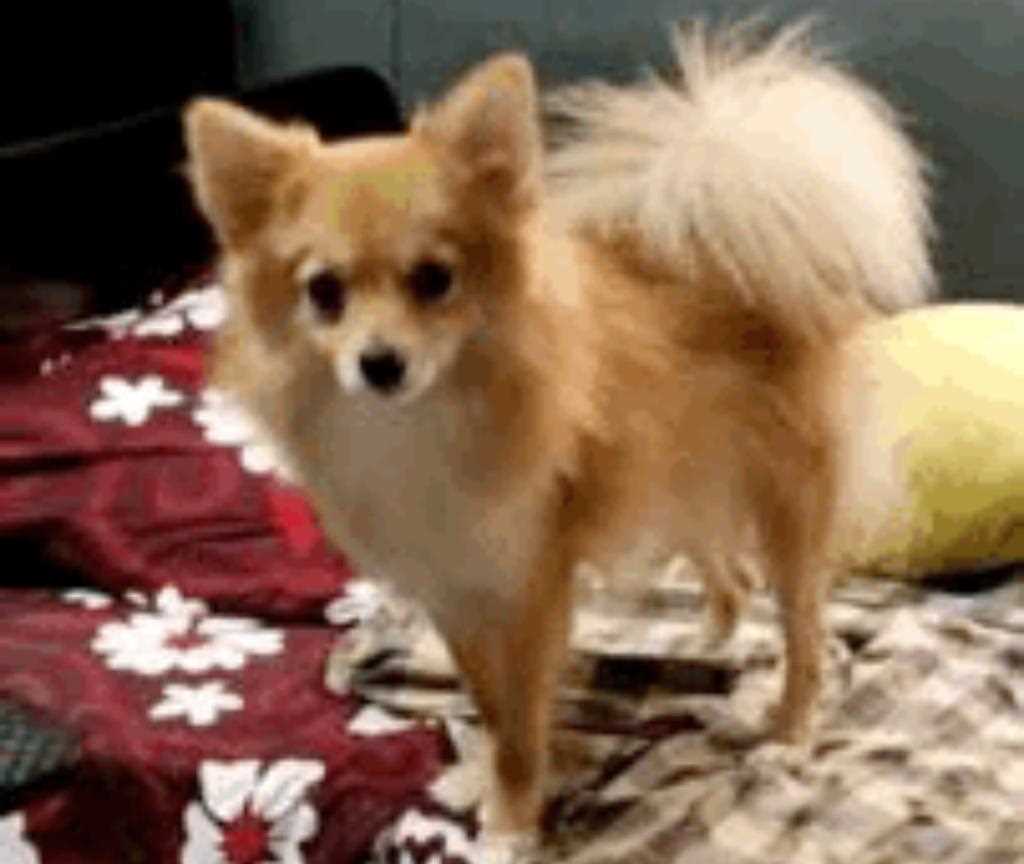 Pomeranian Dogs For Mating In Bangalore