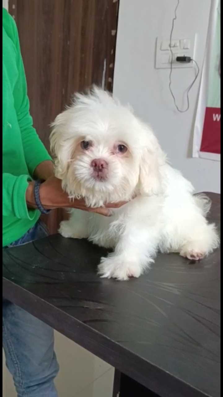 Lhasa Apso For Sale In Gorakhpur