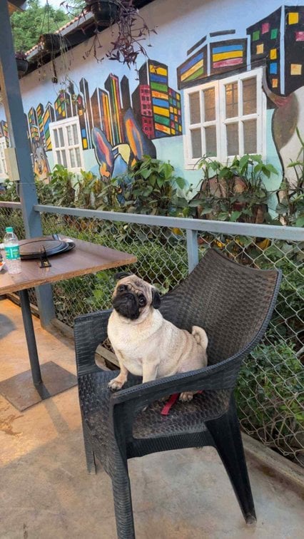Pug Dogs For Mating In Bangalore