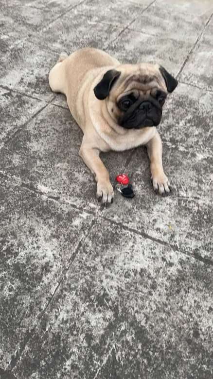 Pug Dogs For Mating In Bangalore