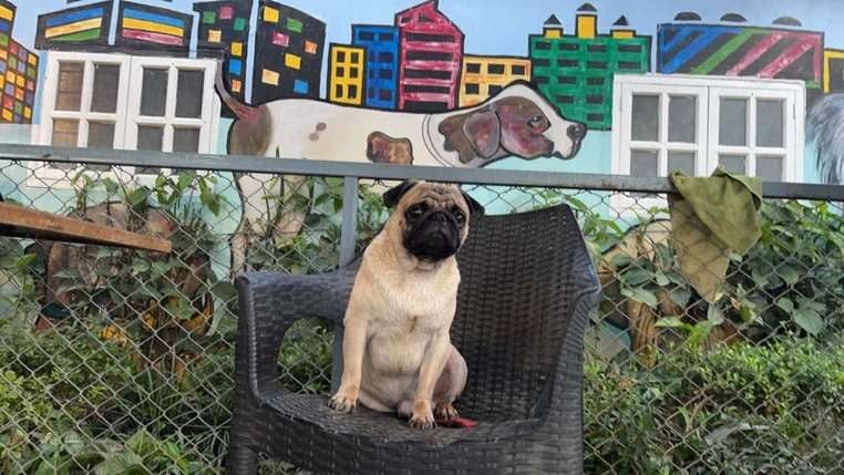 Pug Dogs For Mating In Bangalore