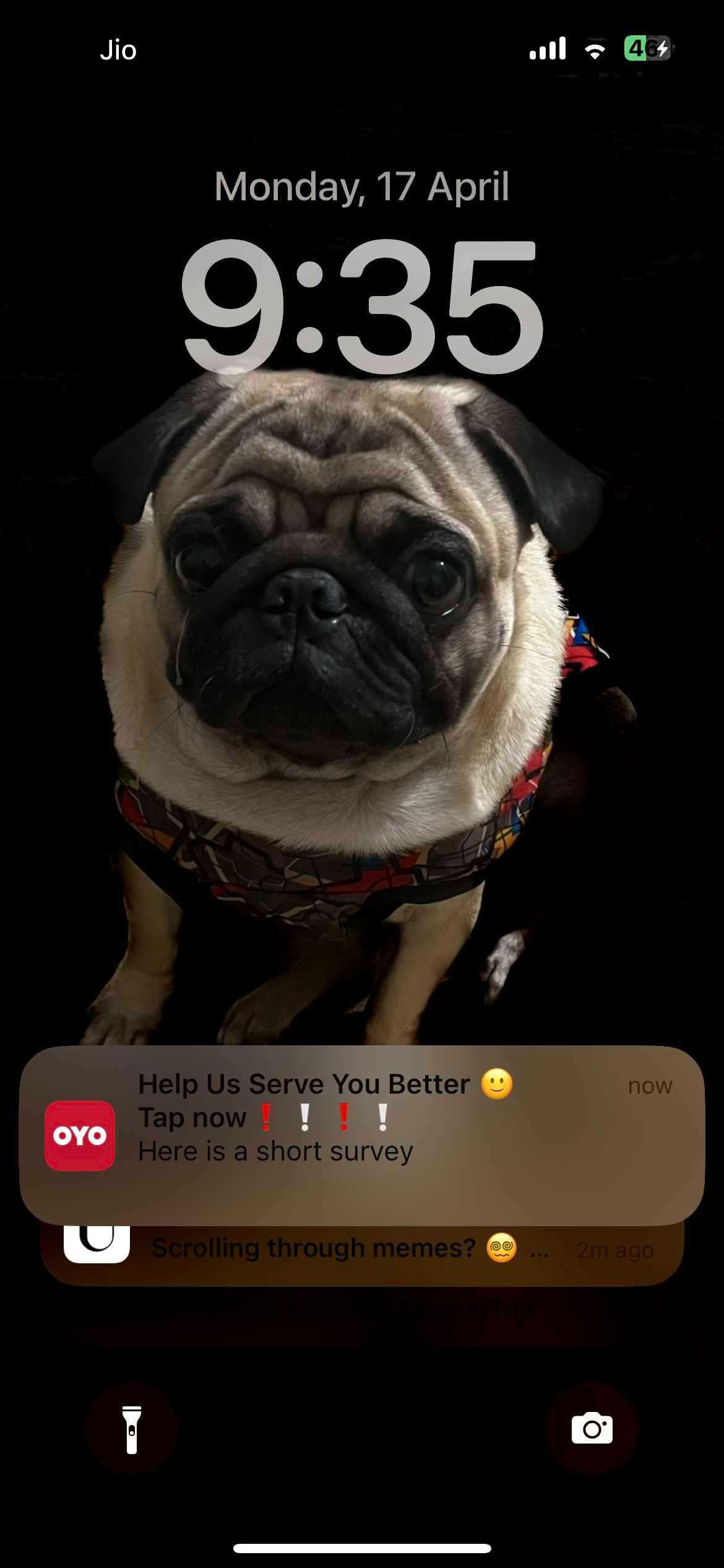 Pug Dogs For Mating In Bangalore