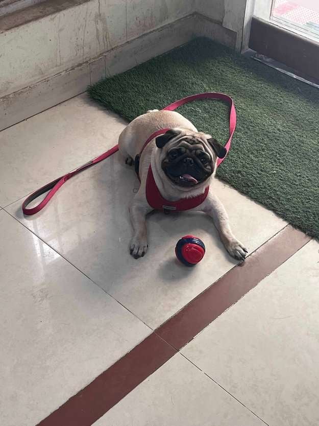 Pug Dogs For Mating In Bangalore