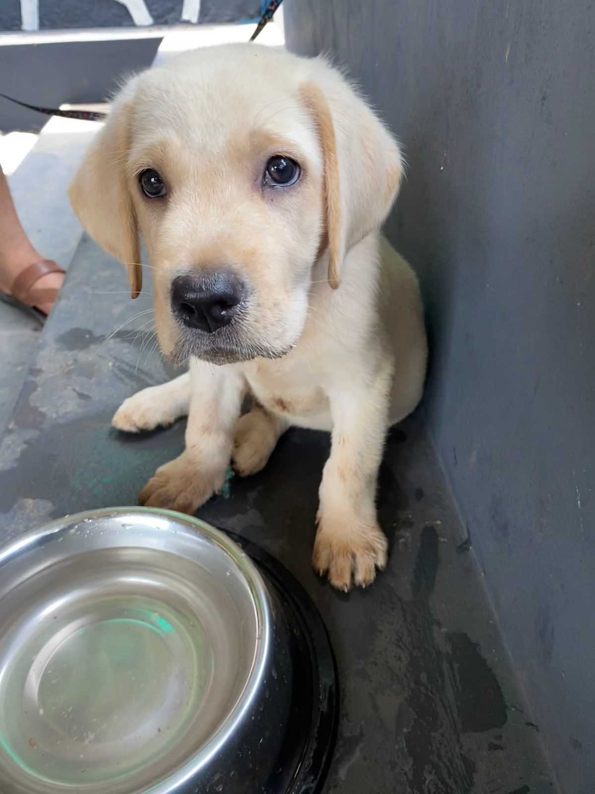 Labrador Retriever For Sale In Kannur