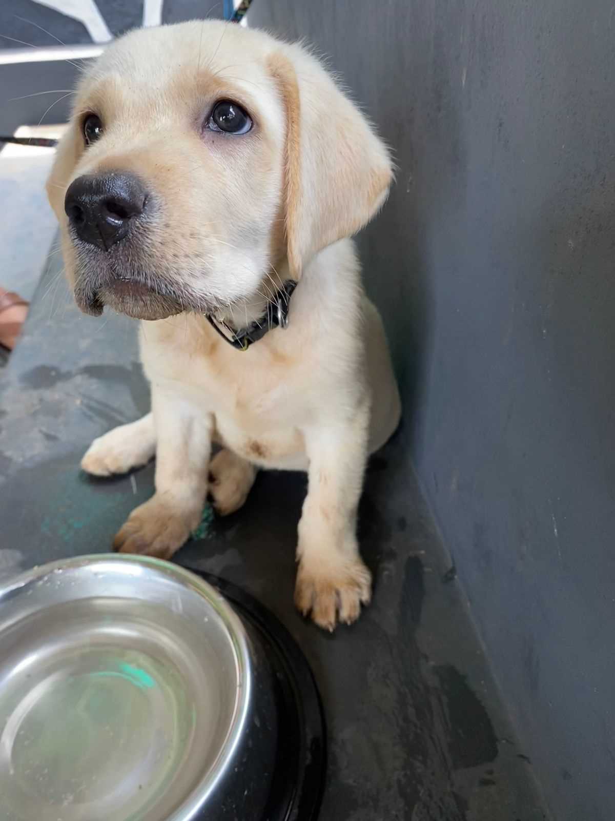 Labrador Retriever For Sale In Kannur