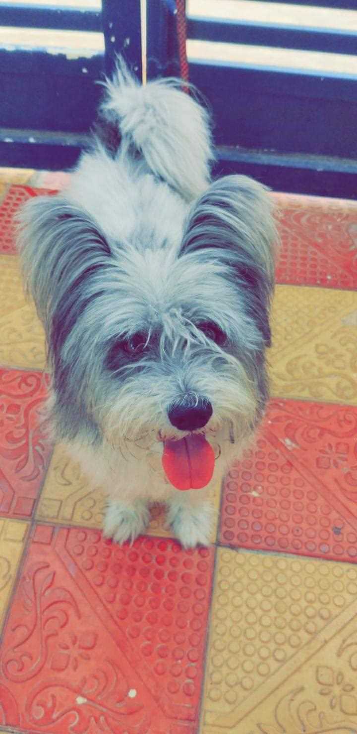 Lhasa Apso For Adoption In Nizamabad