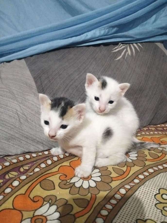Indian Breed For Adoption In Guwahati