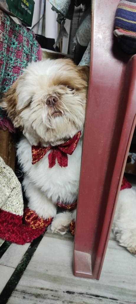 Shih Tzu Dogs For Mating In Hyderabad