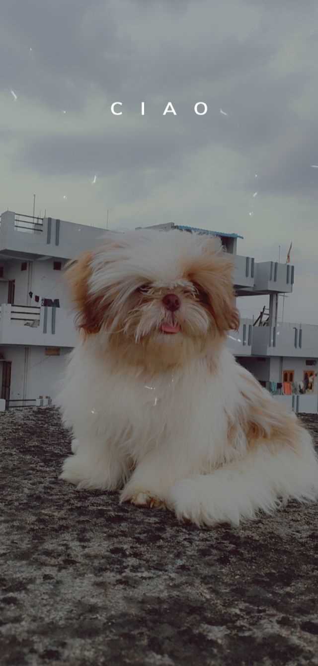 Shih Tzu Dogs For Mating In Hyderabad