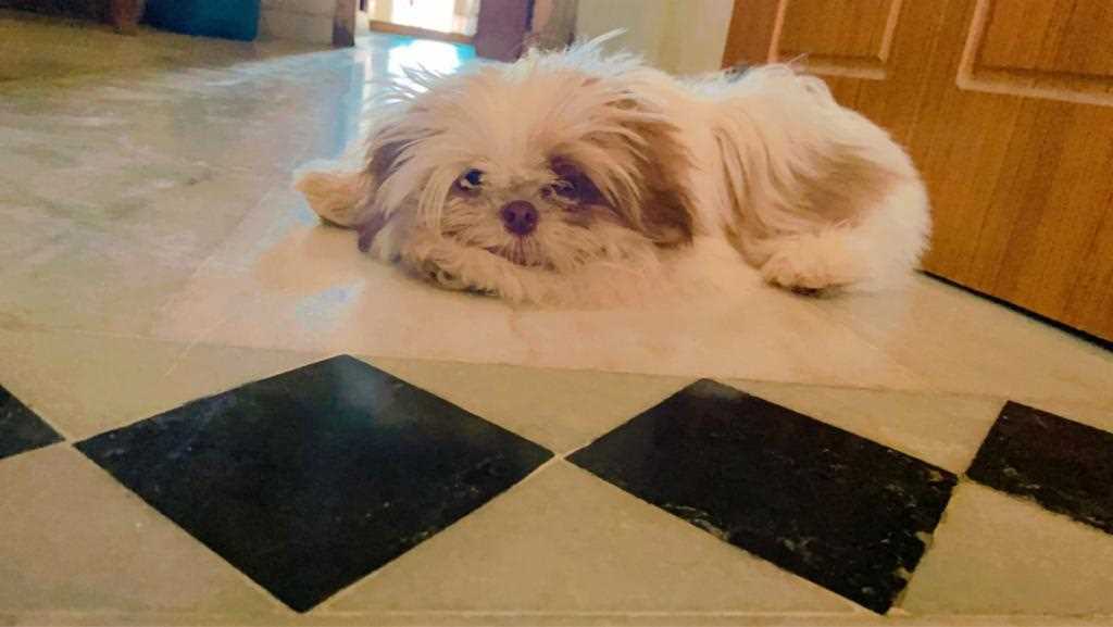 Shih Tzu Dogs For Mating In Hyderabad