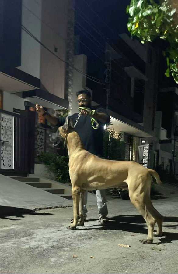 Great Dane Dogs For Mating In Coimbatore