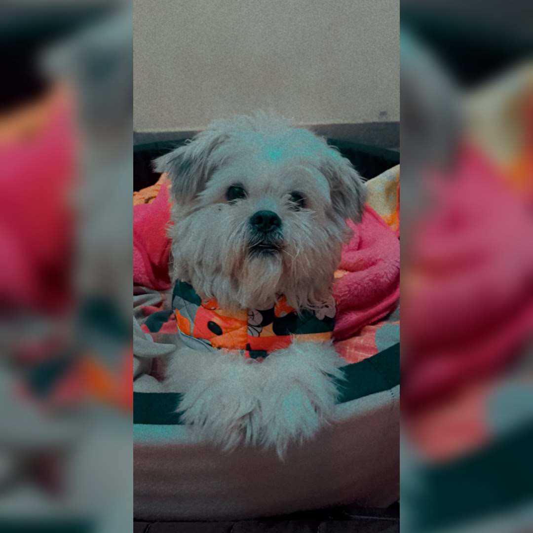 Lhasa Apso Dogs For Mating In Delhi