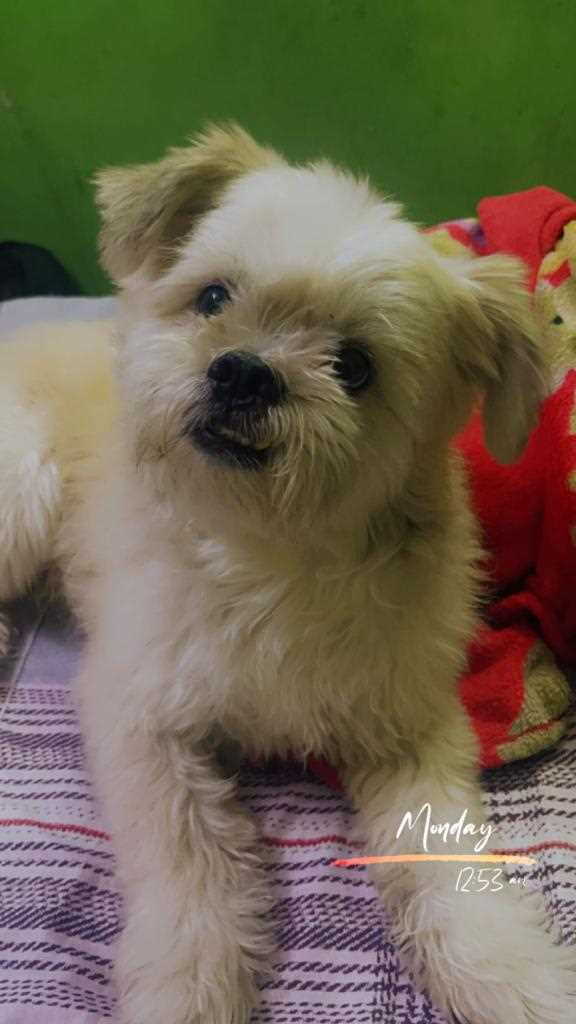 Lhasa Apso Dogs For Mating In Delhi