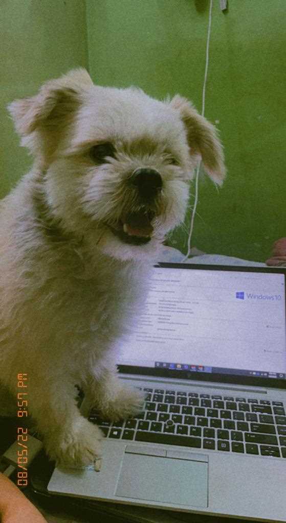 Lhasa Apso Dogs For Mating In Delhi