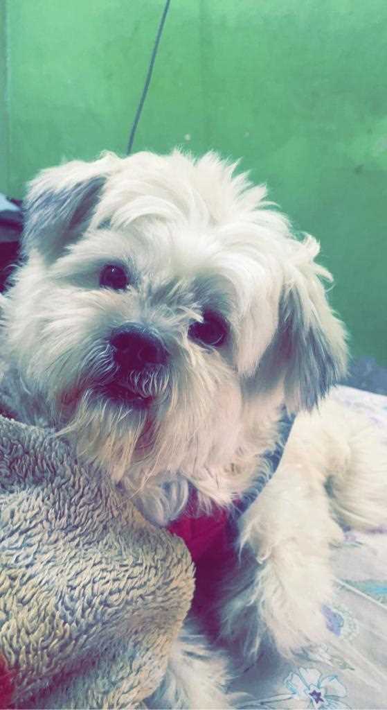 Lhasa Apso Dogs For Mating In Delhi