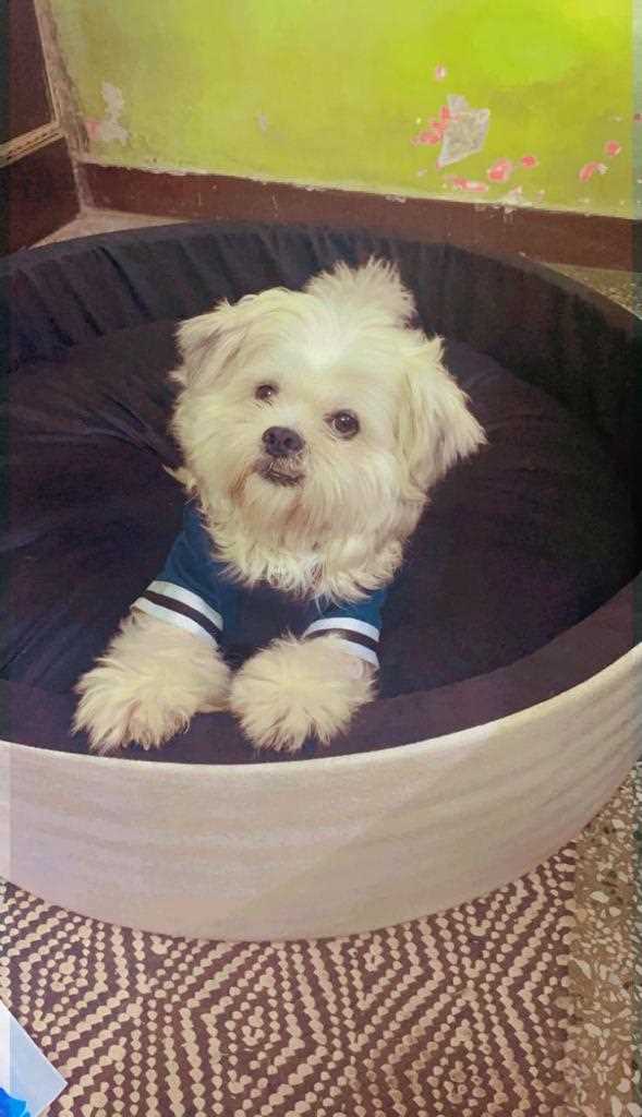 Lhasa Apso Dogs For Mating In Delhi