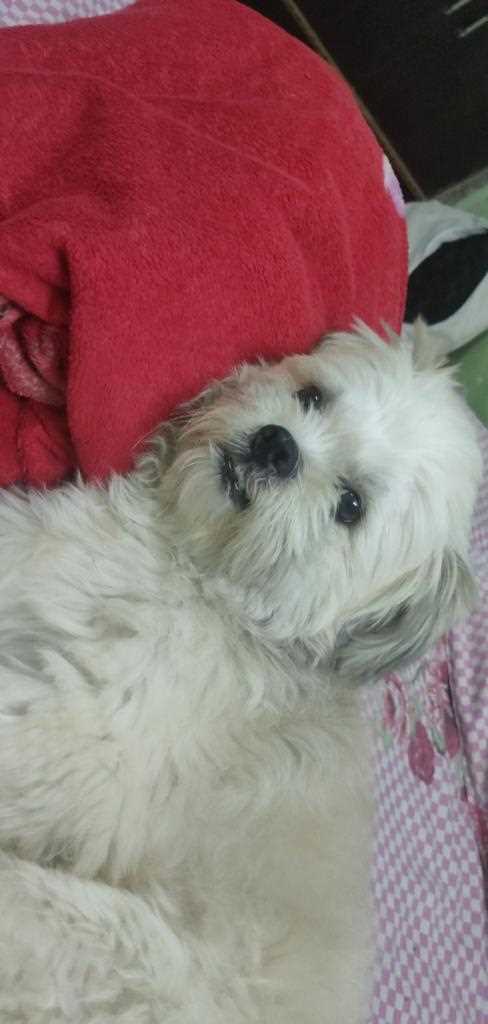 Lhasa Apso Dogs For Mating In Delhi