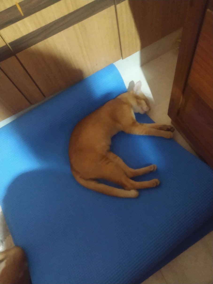 Indian Breed For Adoption In Visakhapatnam