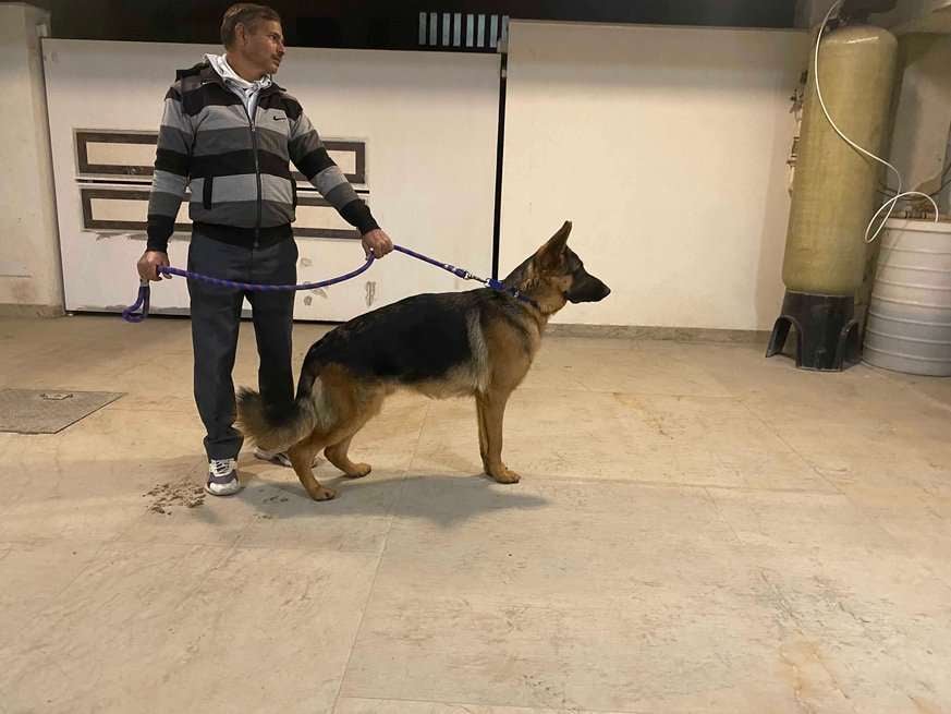 German Shepherd Dogs For Mating In Udaipur