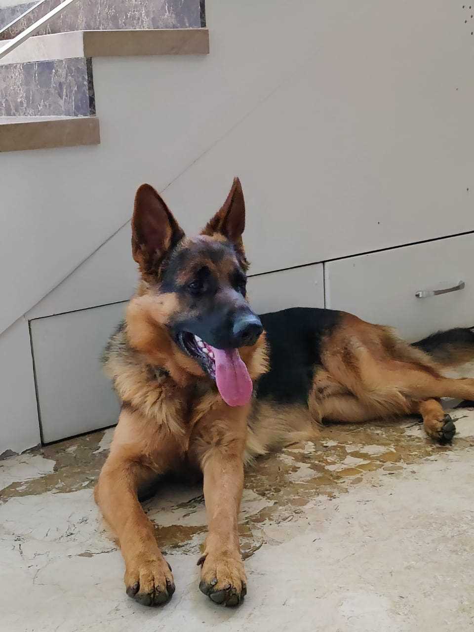 German Shepherd Dogs For Mating In Udaipur