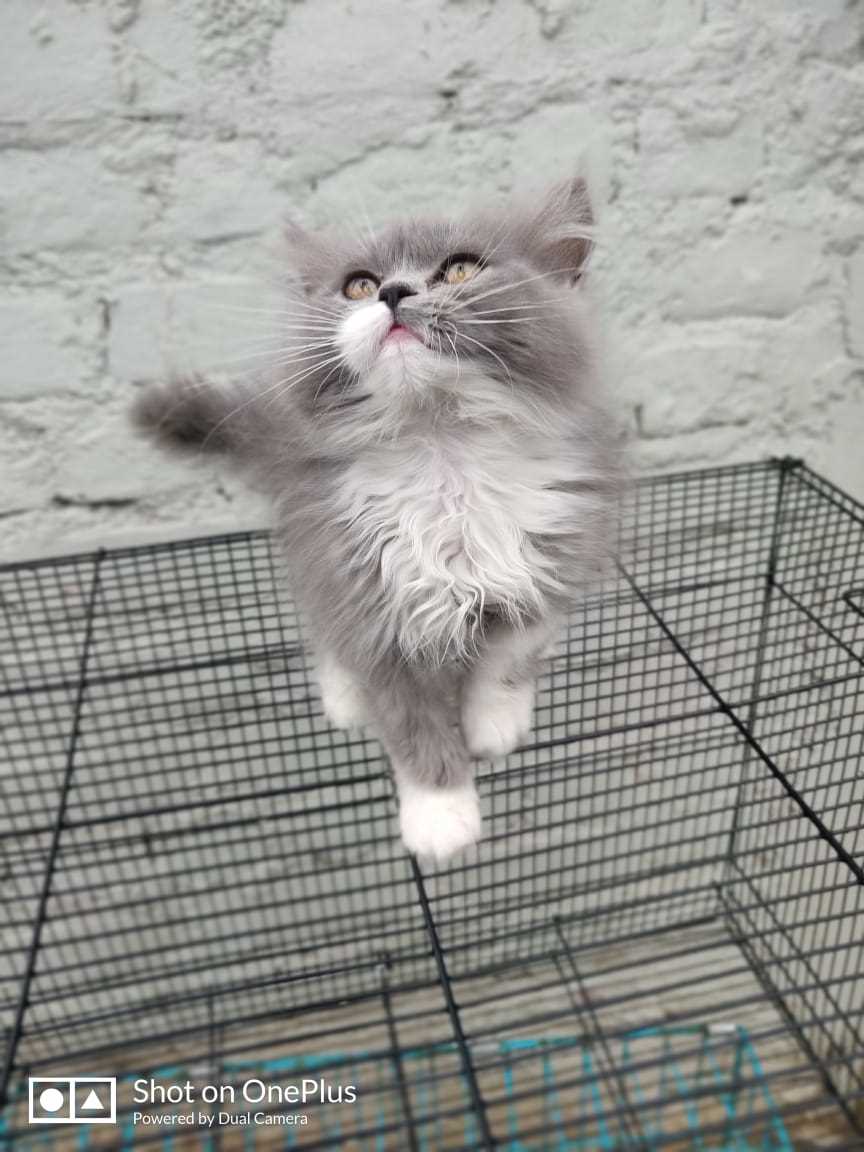 Persian For Sale In Gurgaon