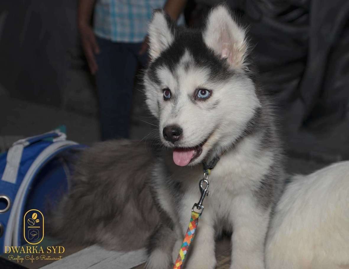Siberian Husky For Sale In Gurgaon