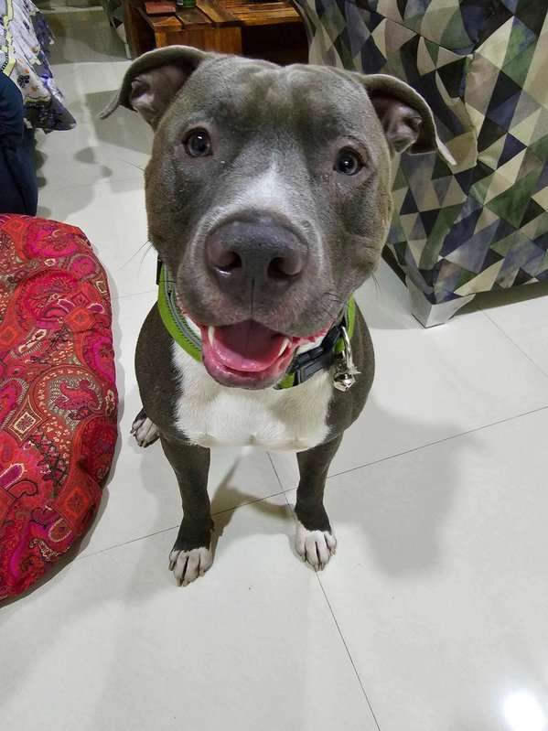 American Bully Dogs For Mating In Delhi