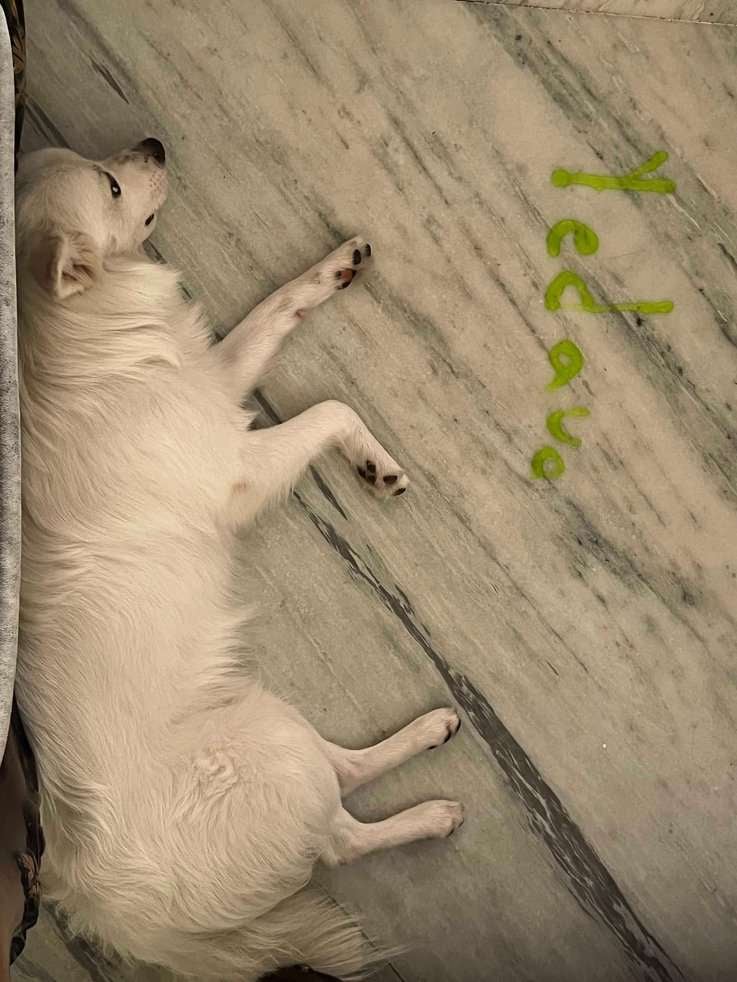 Indian Spitz Dogs For Mating In Hyderabad