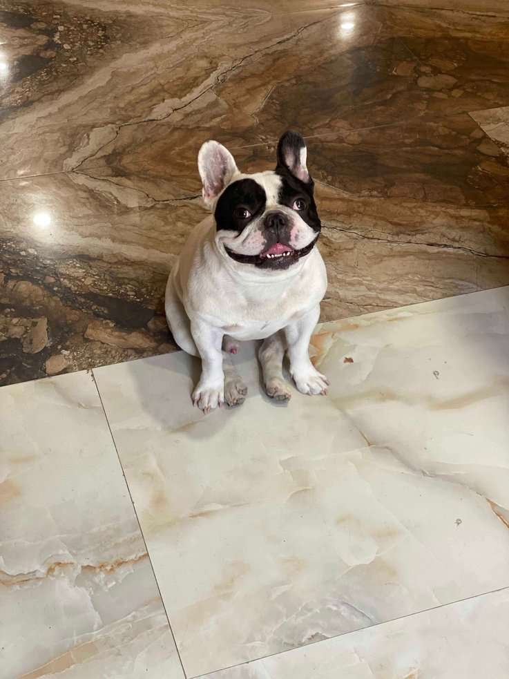 French Bulldog Dogs For Mating In Delhi