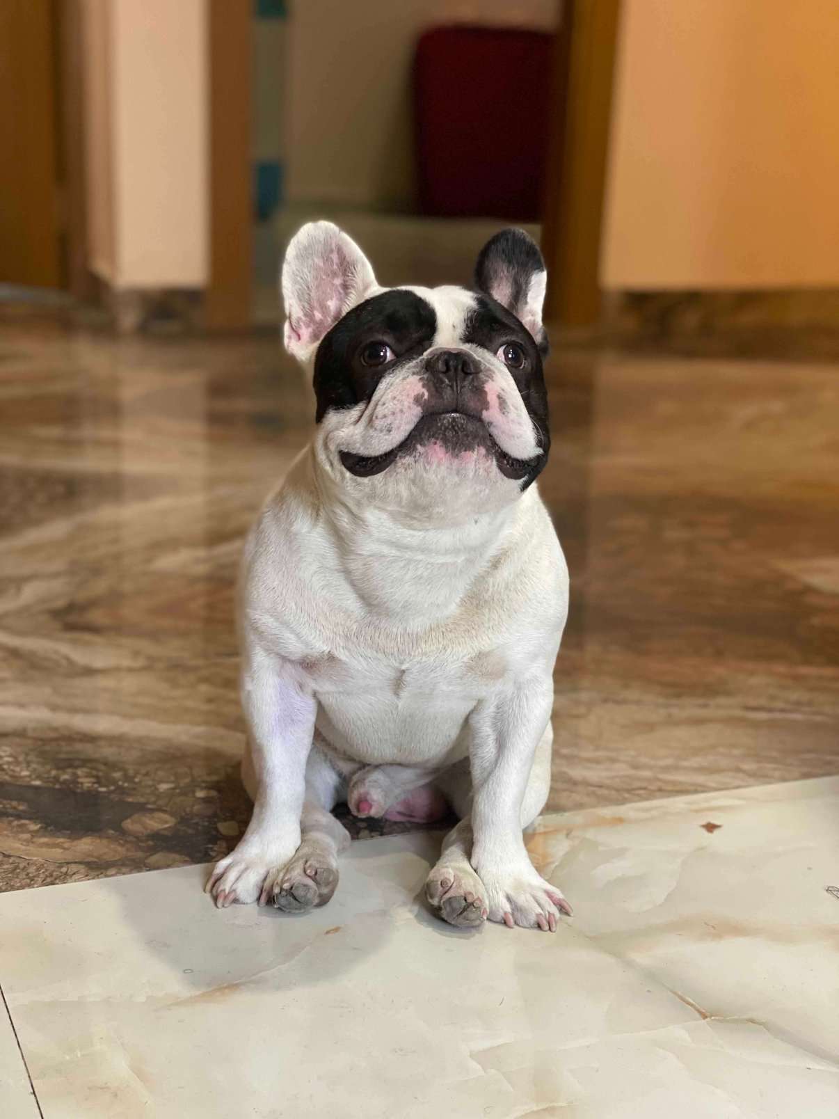 French Bulldog Dogs For Mating In Delhi