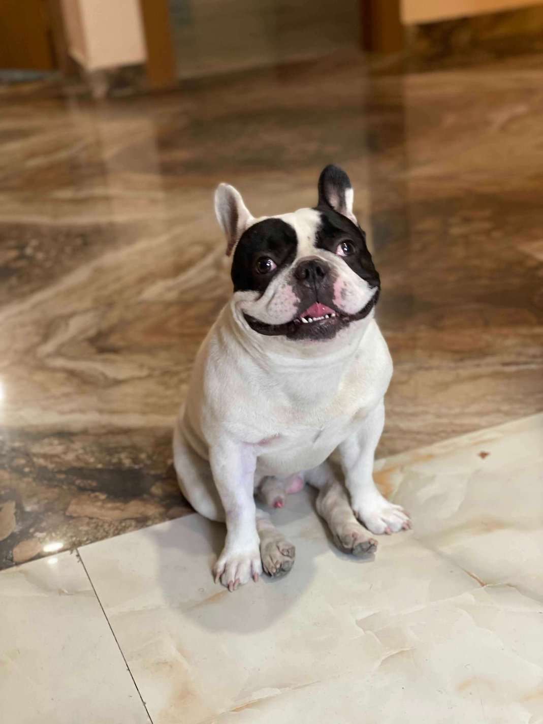 French Bulldog Dogs For Mating In Delhi