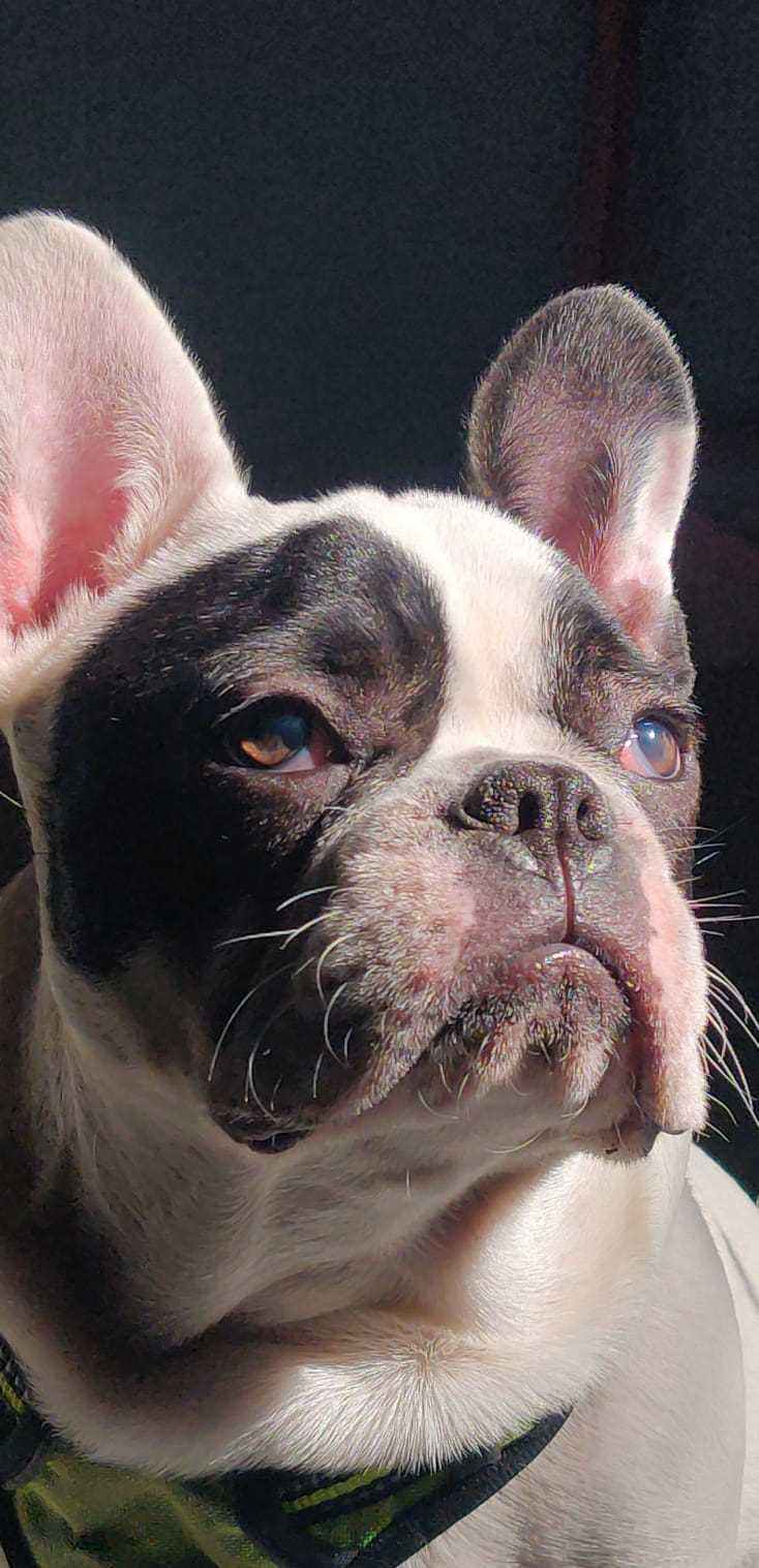 French Bulldog Dogs For Mating In Delhi