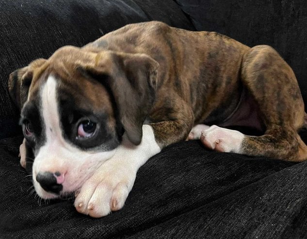 Boxer For Sale In Tiruchirappalli