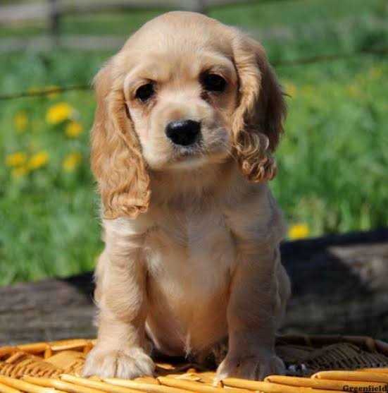 Cocker Spaniel For Sale In Dehradun
