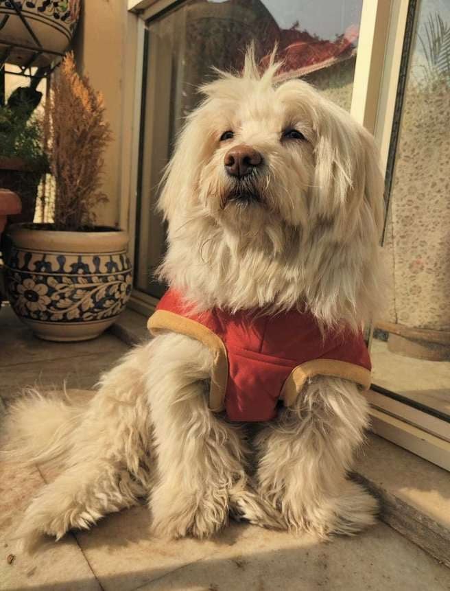 Lhasa Apso Dogs For Mating In Delhi