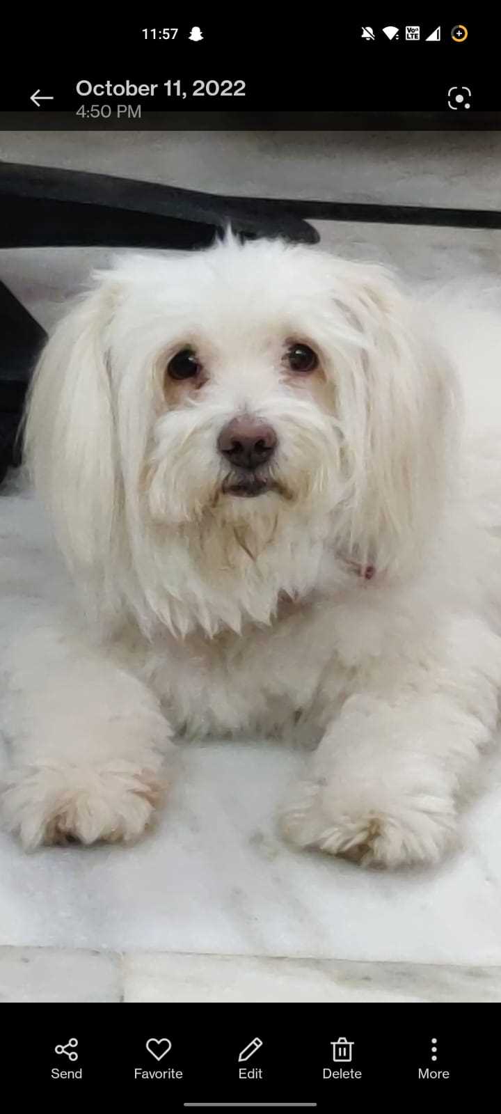 Lhasa Apso Dogs For Mating In Delhi